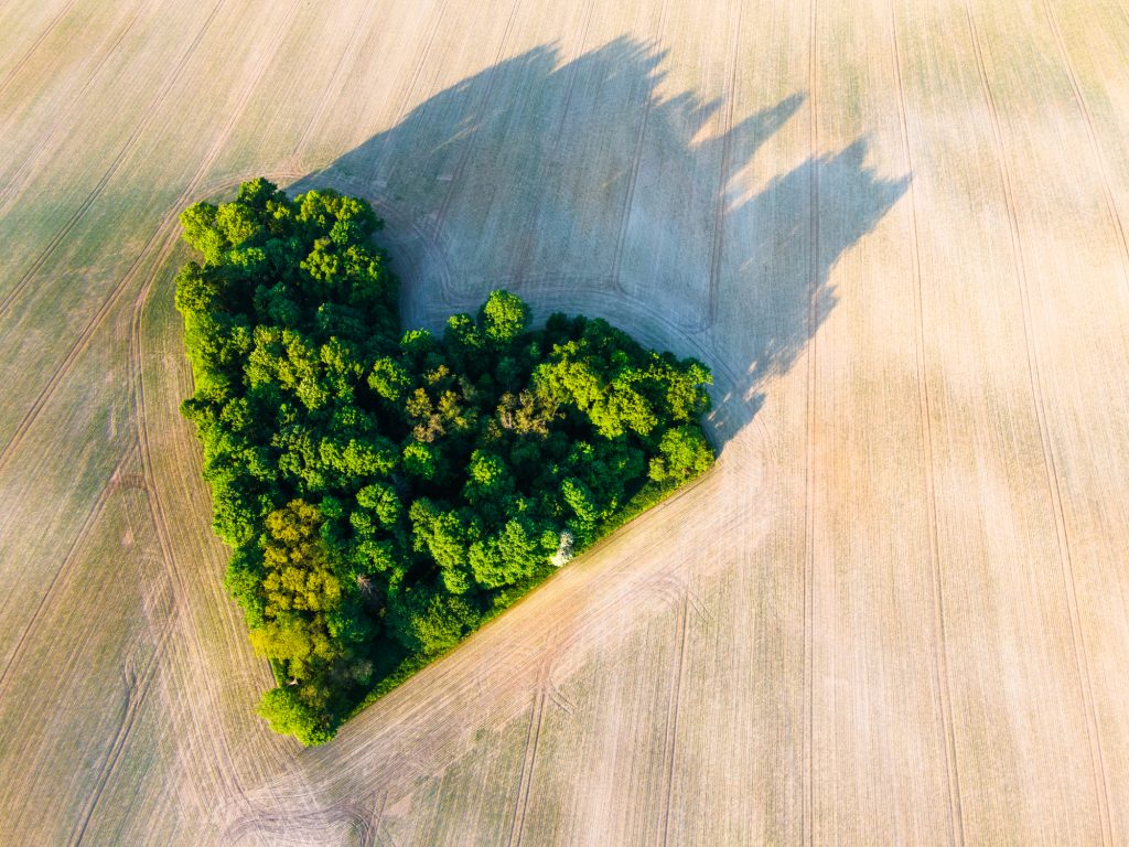 Bois représentant un cœur en plein milieu d'un champs de céréales