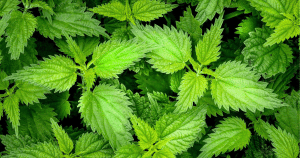 Couverture_Article_ND_Macérats_Purins