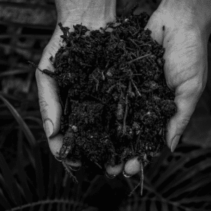 Compost de fumier Volaille
