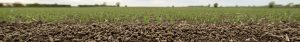 Granulés d’engrais azoté naturel au premier plan sur un sol agricole avec parcelle floue en arrière-plan
